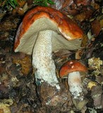 Leccinum manzanitae image