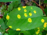 Gymnosporangium globosum image