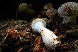 Armillaria gallica image