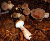 Armillaria gallica image