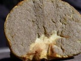 Truncocolumella citrina image