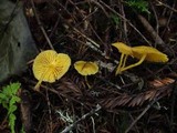 Chrysomphalina aurantiaca image