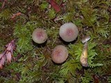 Hygrocybe laeta var. laeta image