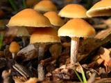 Hypholoma capnoides image