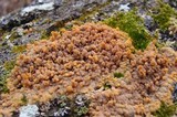 Phlebia radiata image