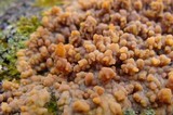 Phlebia radiata image
