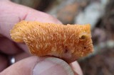 Phlebia radiata image