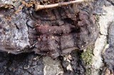 Phlebia radiata image