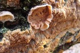 Phlebia radiata image
