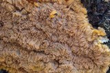 Phlebia radiata image