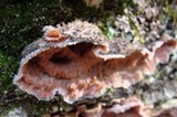 Phlebia radiata image