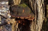 Phellinus robiniae image