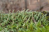 Cladonia macilenta var. bacillaris image