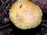 Amanita augusta image