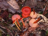 Hygrocybe miniata image