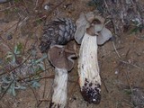Helvella maculata image