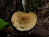 Lactarius speciosus image