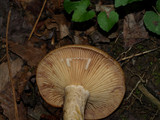 Lactarius speciosus image