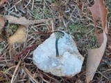 Arrhenia chlorocyanea image