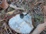 Arrhenia chlorocyanea image