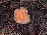 Cantharellus roseocanus image