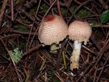 Lepiota magnispora image