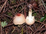 Lepiota magnispora image