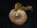 Lactarius mucidus image