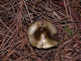 Phaeocollybia olivacea image
