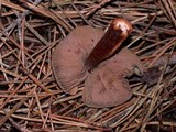 Phaeocollybia olivacea image