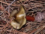 Phaeocollybia olivacea image