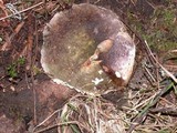 Russula olivacea image