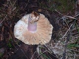 Russula olivacea image