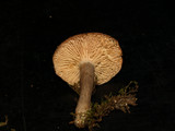 Lactarius mucidus image
