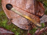 Tolypocladium capitatum image