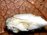 Tolypocladium capitatum image