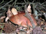 Leccinum manzanitae image