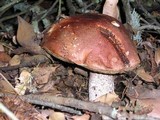 Leccinum manzanitae image