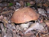 Leccinum manzanitae image