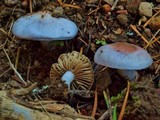 Cortinarius rotundisporus image
