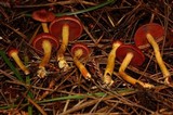 Cortinarius smithii image