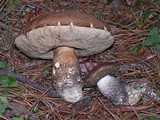Leccinum manzanitae image