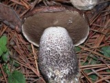 Leccinum manzanitae image