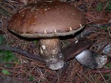 Leccinum manzanitae image