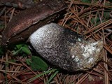 Leccinum manzanitae image