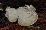 Tyromyces chioneus image