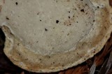 Tyromyces chioneus image
