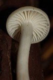 Hygrocybe russocoriacea image