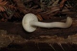 Hygrocybe russocoriacea image