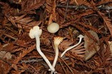 Hygrocybe russocoriacea image